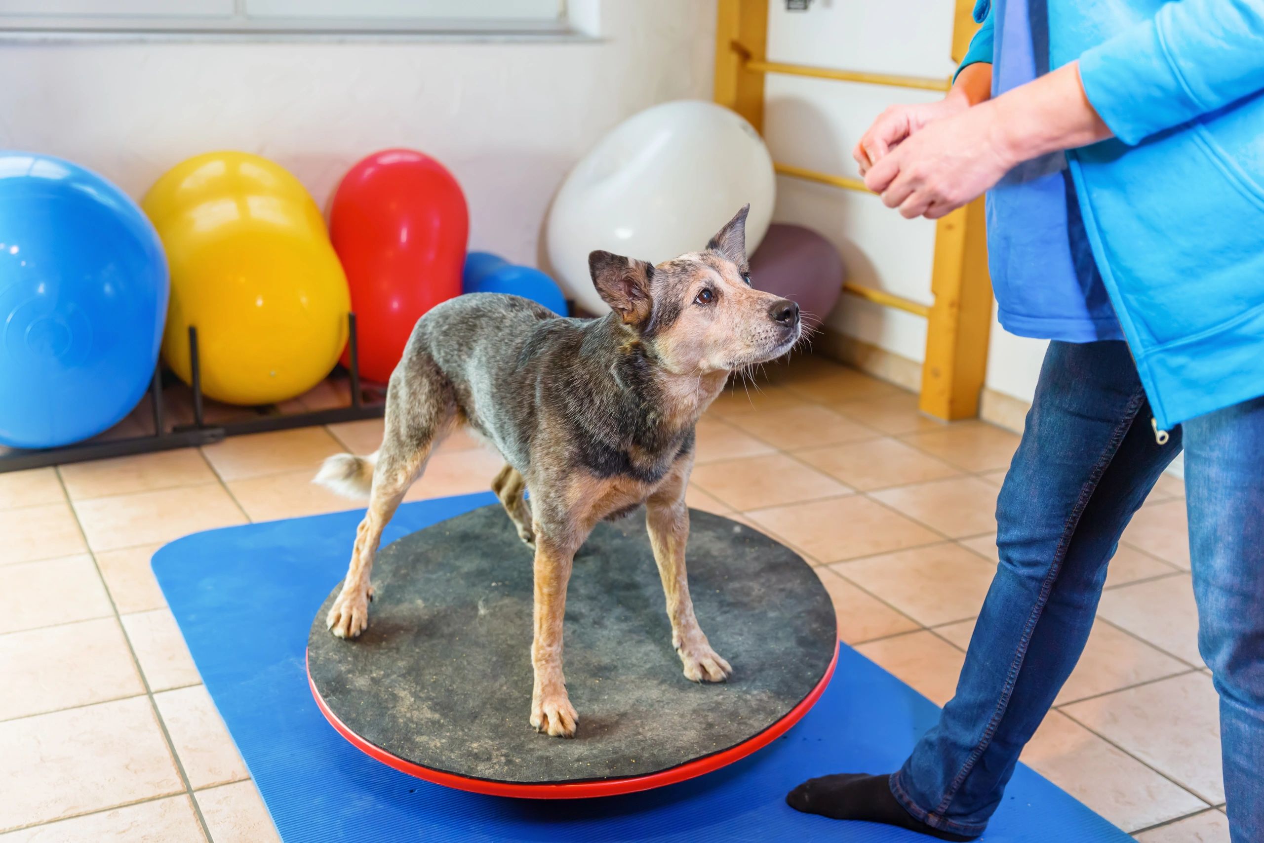 Woman works with an Australian Cattledog on training