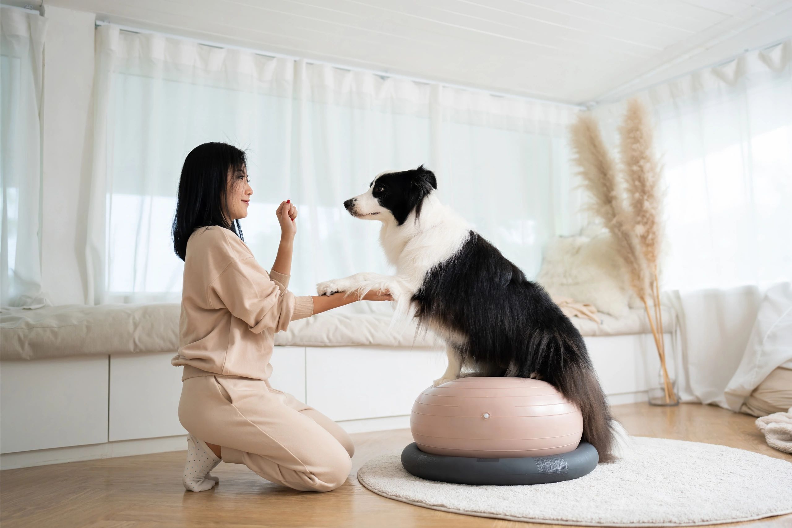 Young woman animal trainer play with her smart