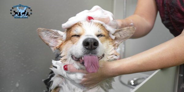 Laser Treatment